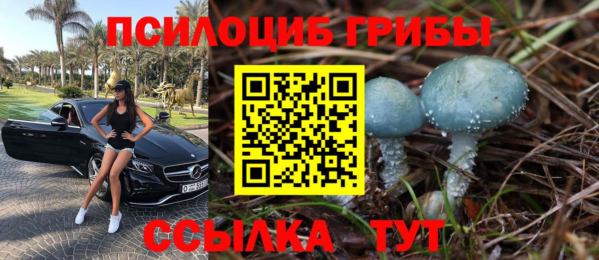 Псилоцибиновые грибы Psilocybine cubensis Черкесск